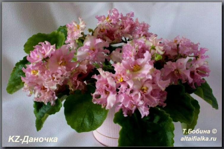 Фиалка KZ-Даночка 3