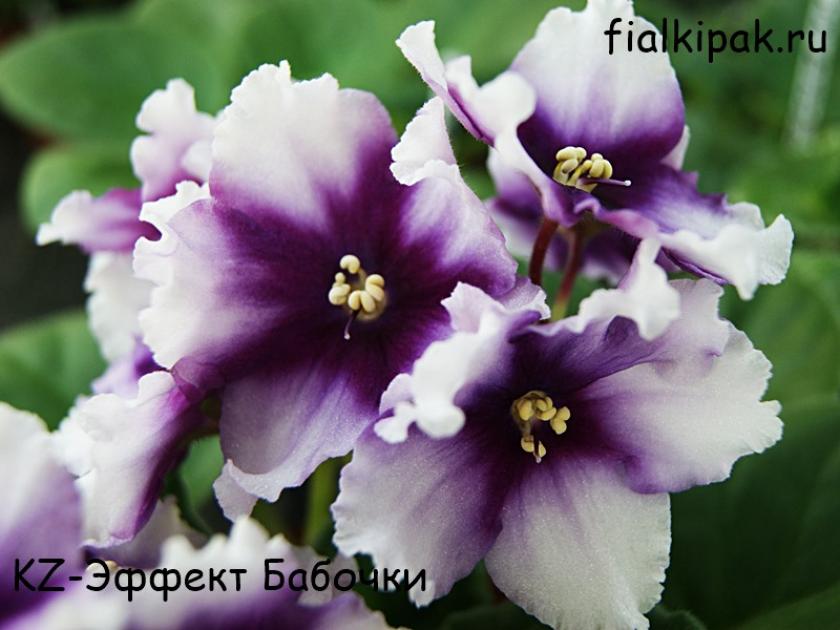 Фиалка KZ-Эффект Бабочки 2