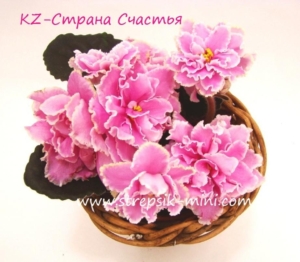 Фиалка KZ-Страна Счастья
