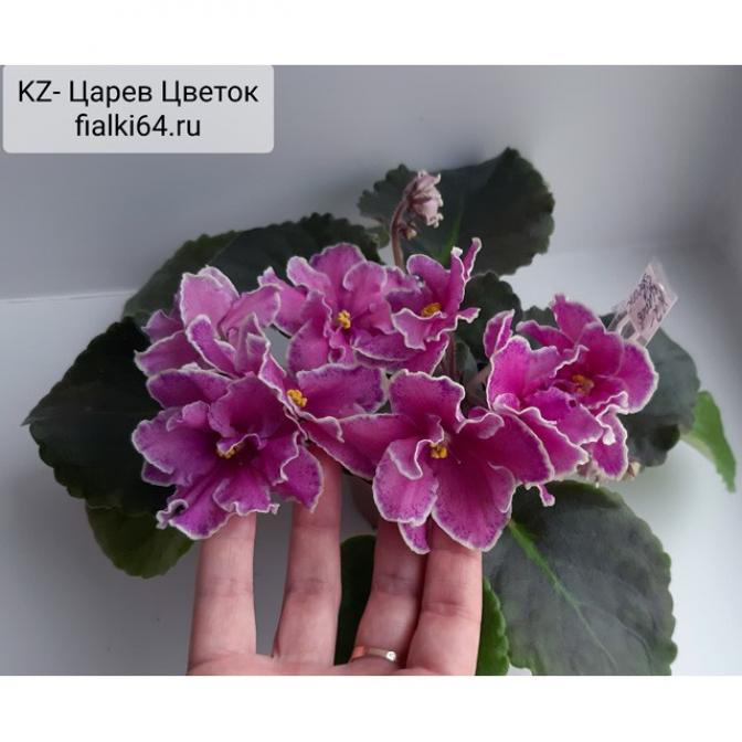 Фиалка KZ-Царев Цветок 2