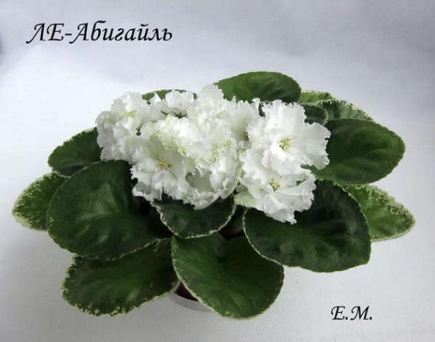 Фиалка ЛЕ-Абигайль 4