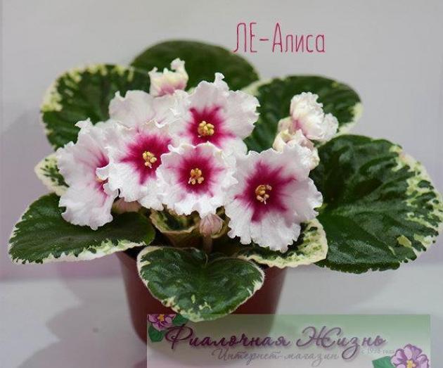 Фиалка ЛЕ-Алиса 4
