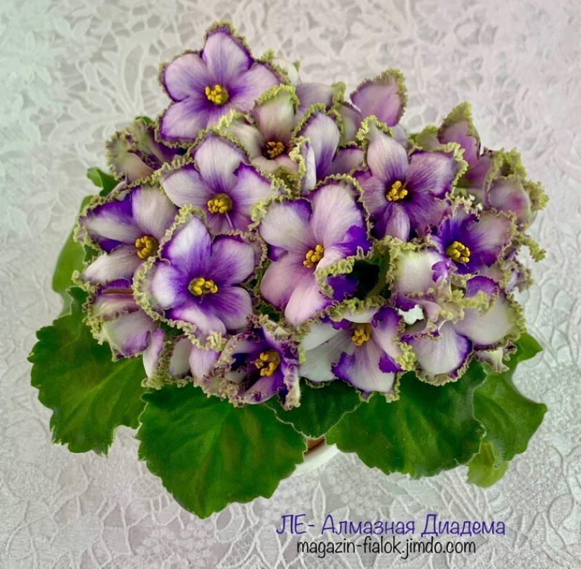 Фиалка ЛЕ-Алмазная Диадема 2