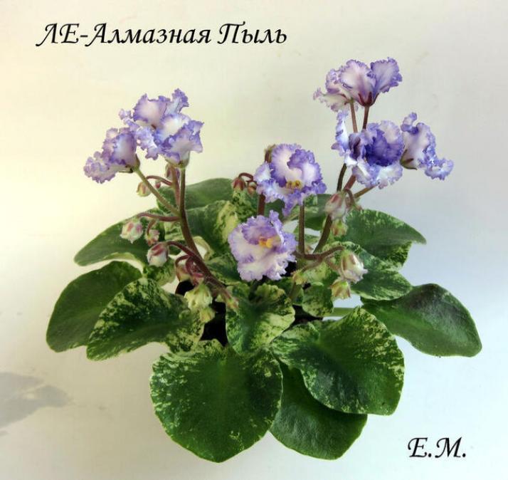 Фиалка ЛЕ-Алмазная Пыль 2