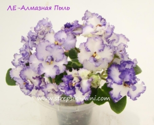 Фиалка ЛЕ-Алмазная Пыль