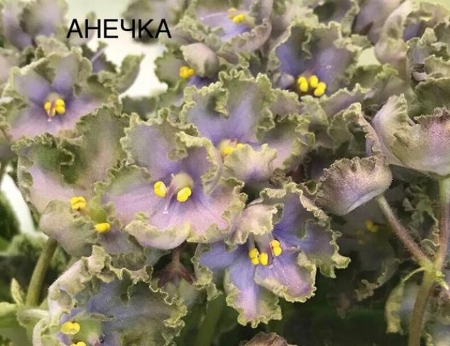 Фиалка ЛЕ-Анечка 2