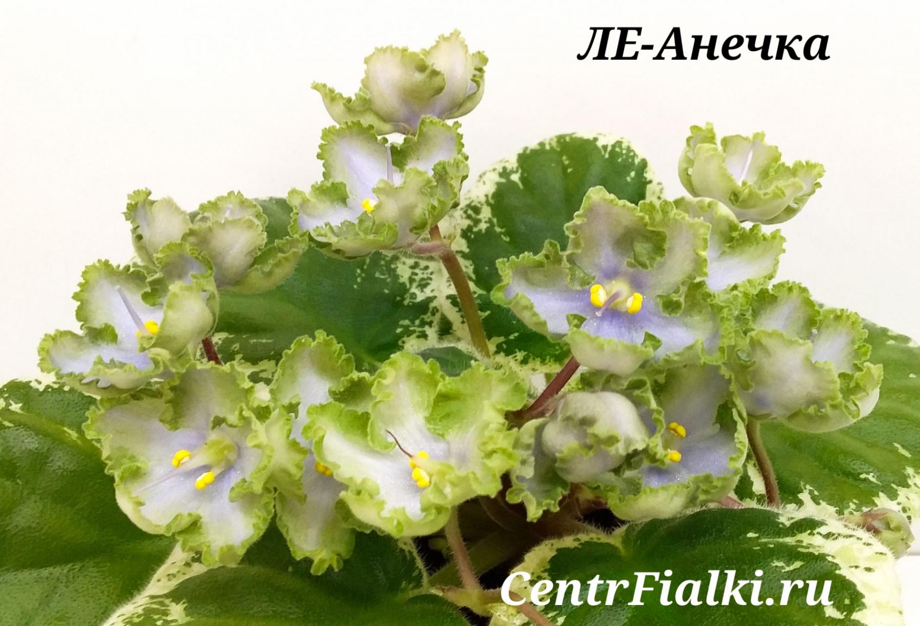 Фиалка ЛЕ-Анечка 4