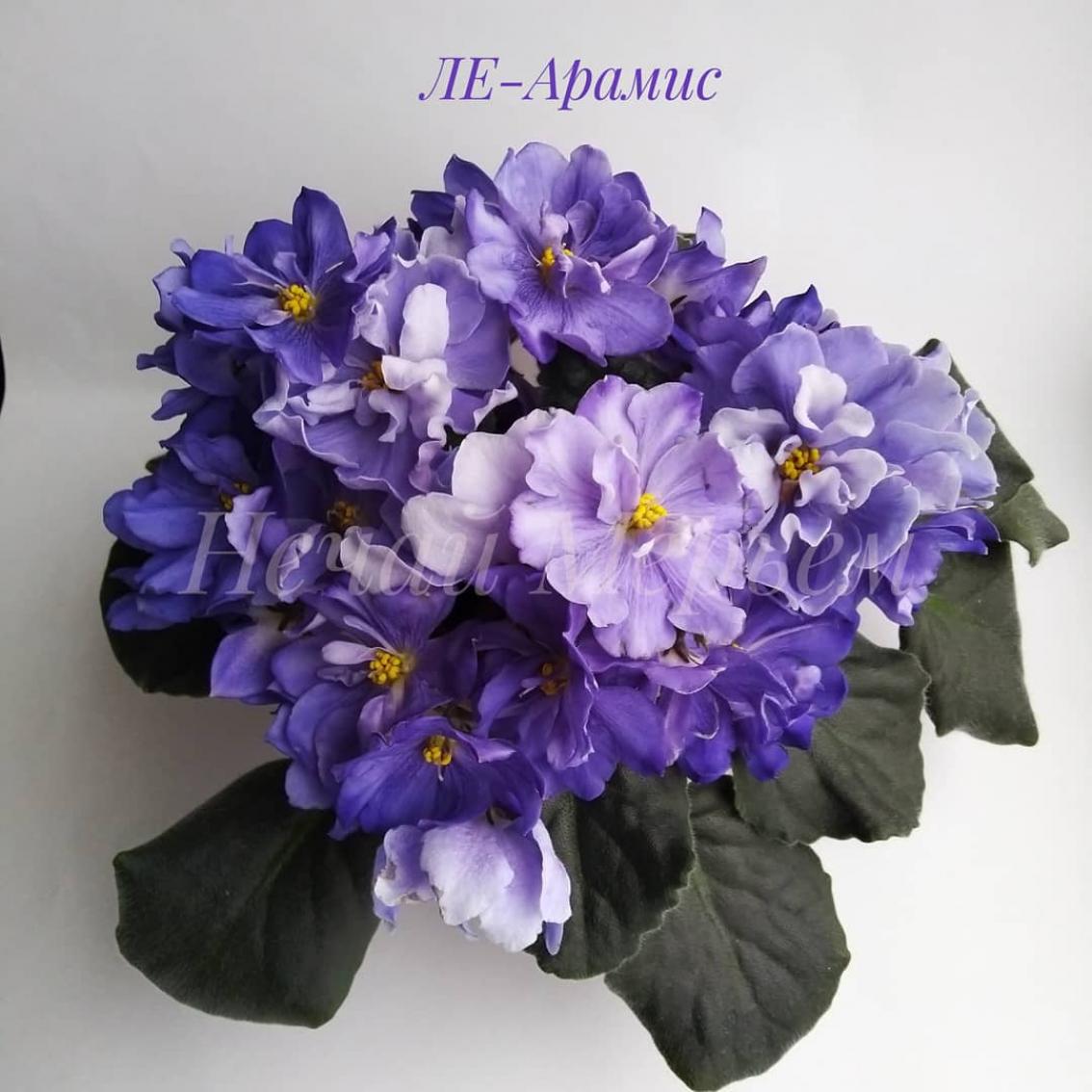 Фиалка ЛЕ-Арамис 4