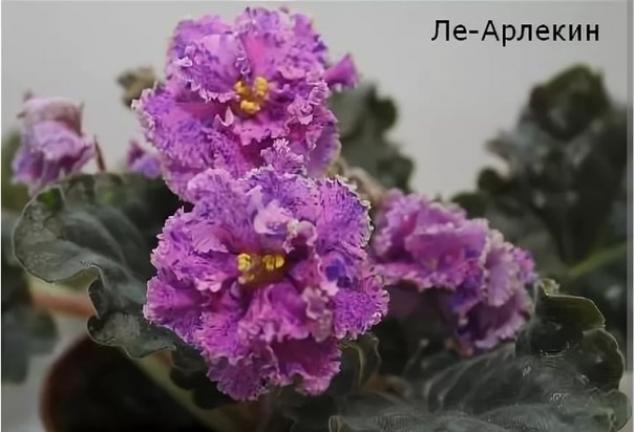 Фиалка ЛЕ-Арлекин 3