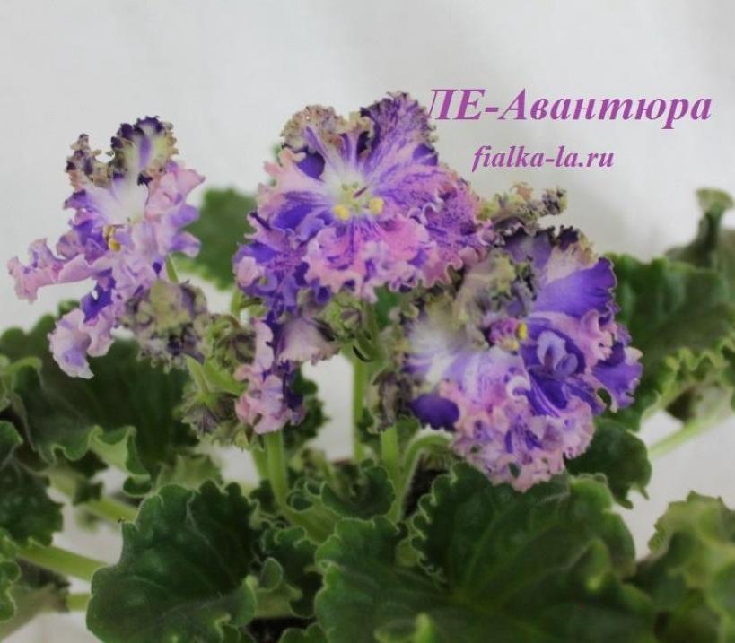 Фиалка ЛЕ-Авантюра 2