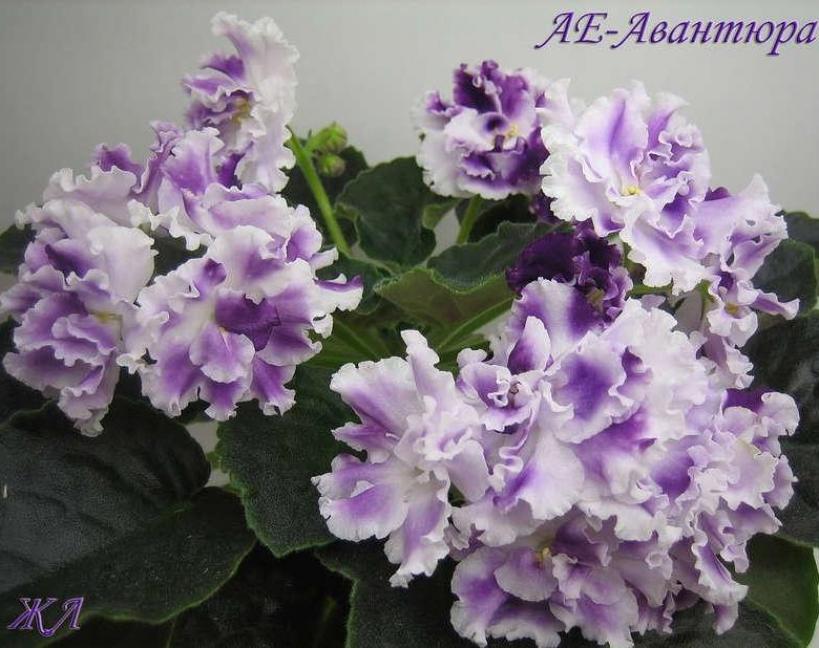 Фиалка ЛЕ-Авантюра 3