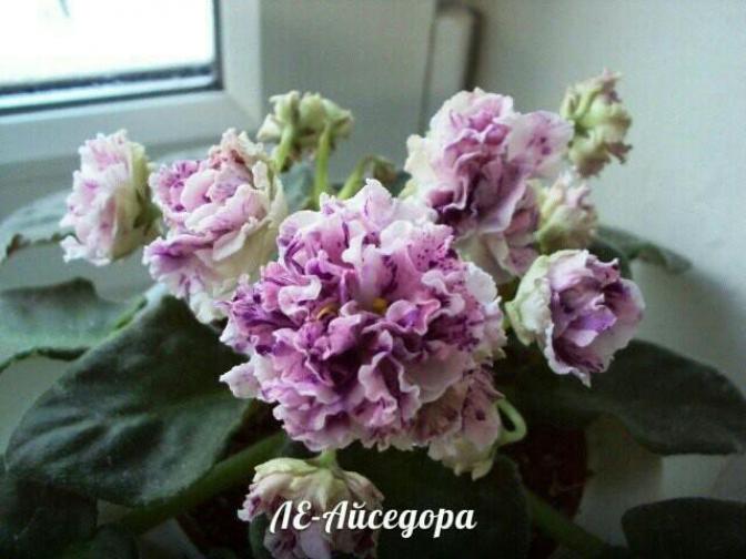 Фиалка ЛЕ-Айседора 3