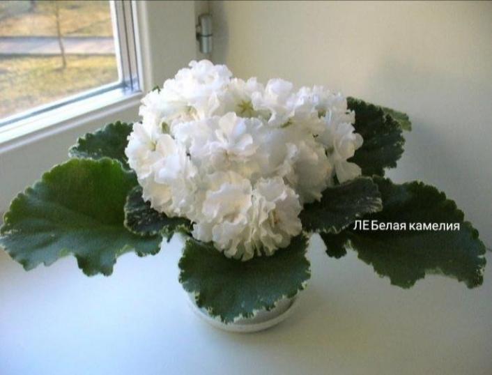 Фиалка ЛЕ-Белая камелия 3