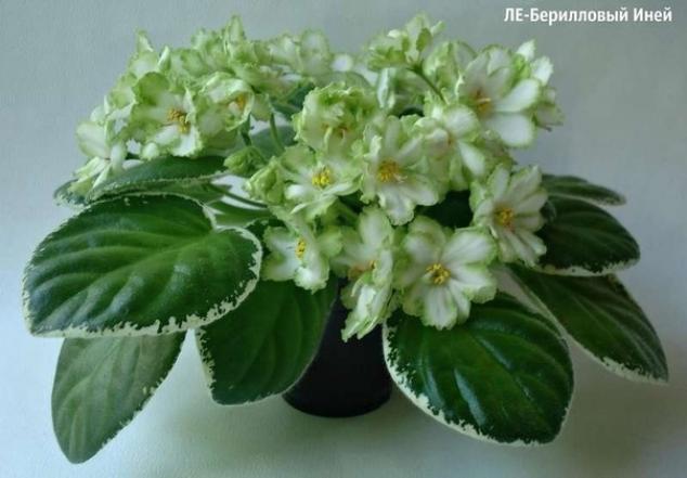 Фиалка ЛЕ-Берилловый Иней 3