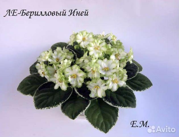 Фиалка ЛЕ-Берилловый Иней 4