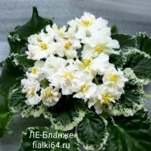 Фиалка ЛЕ-Бланже