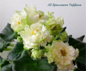 Фиалка ЛЕ-Бриллиант Тиффани