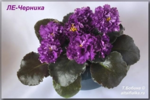 Фиалка ЛЕ-Черника