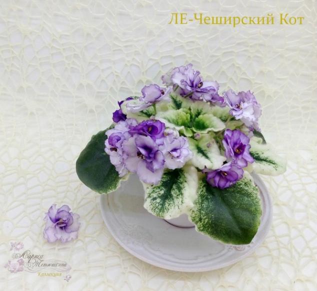 Фиалка ЛЕ-Чеширский Кот 3