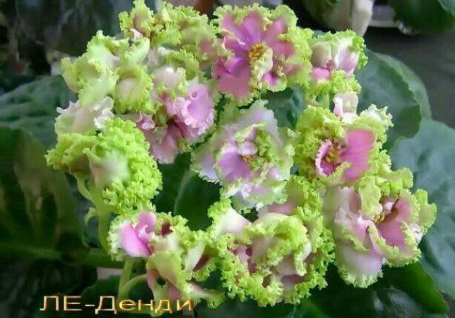 Фиалка ЛЕ-Денди 4