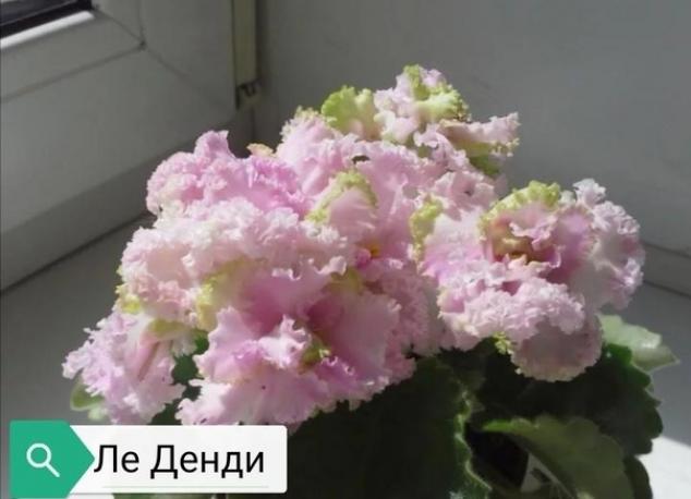 Фиалка ЛЕ-Денди 5