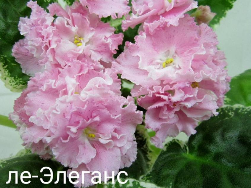 Фиалка ЛЕ-Элеганс 2