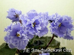Фиалка ЛЕ-Эльфийский сад