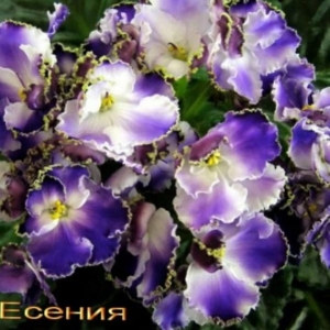 Фиалка ЛЕ-Есения