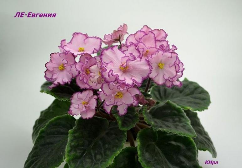 Фиалка ЛЕ-Евгения 4
