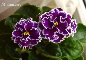 Фиалка ЛЕ-Фанданго