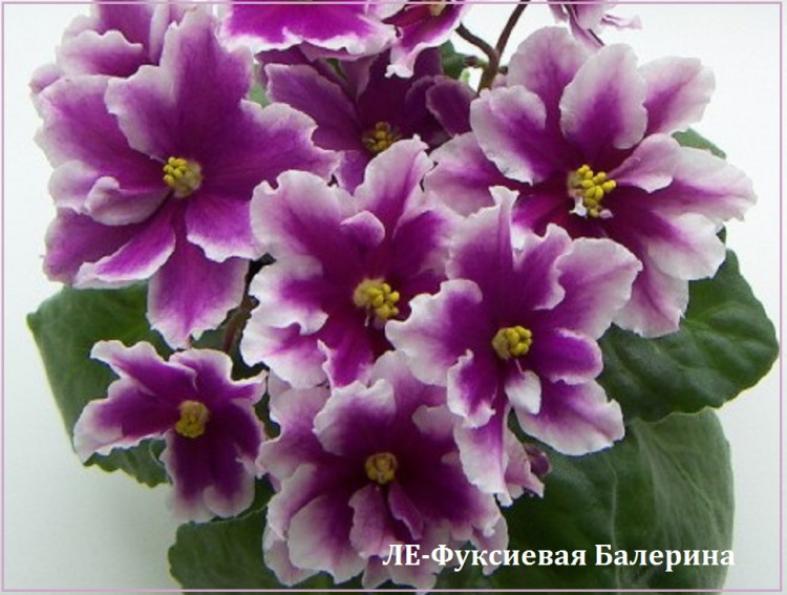 Фиалка ЛЕ-Фуксиевая балерина 2