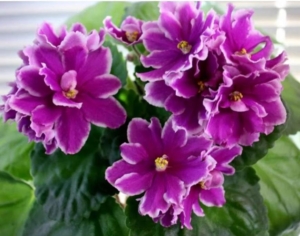 Фиалка ЛЕ-Фуксиевая балерина