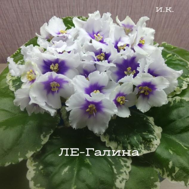 Фиалка ЛЕ-Галина 6