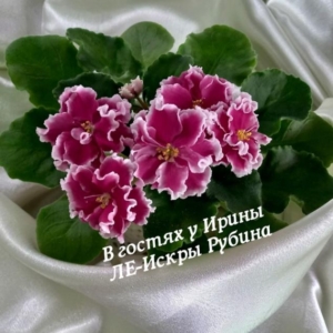Фиалка ЛЕ-Искры Рубина