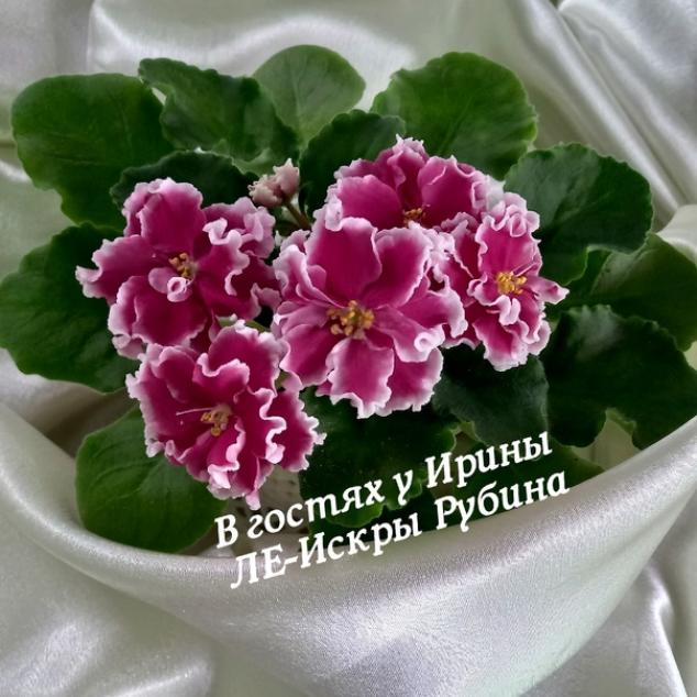 Фиалка ЛЕ-Искры Рубина