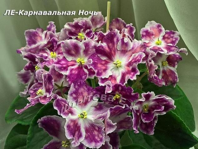 Фиалка ЛЕ-Карнавальная Ночь 2