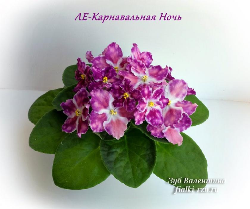 Фиалка ЛЕ-Карнавальная Ночь 4