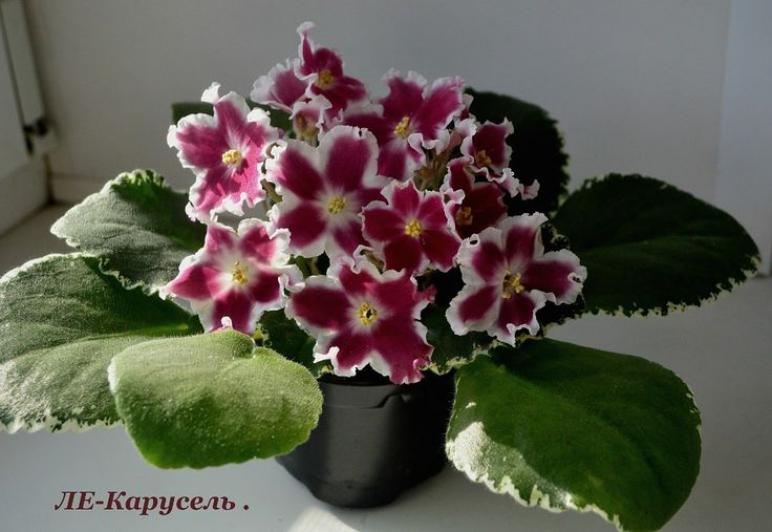 Фиалка ЛЕ-Карусель 2