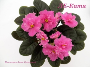 Фиалка ЛЕ-Катя