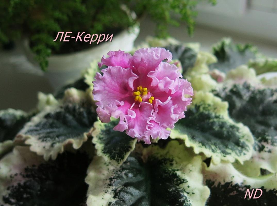 Фиалка ЛЕ-Керри 3