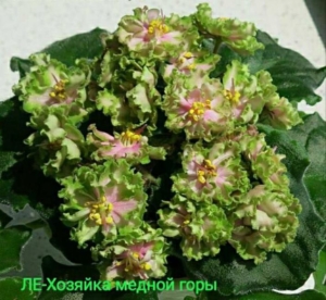 Фиалка ЛЕ-Хозяйка Медной Горы