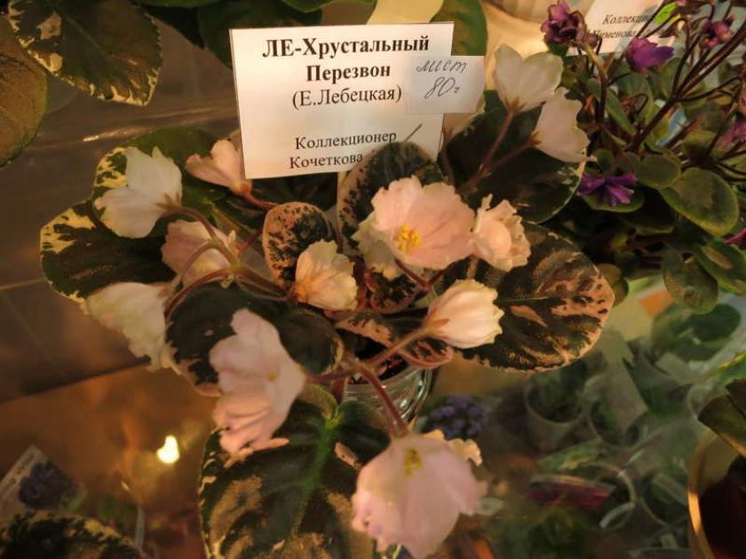 Фиалка ЛЕ-Хрустальный перезвон 2