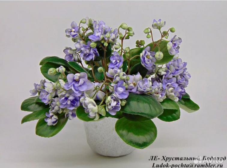 Фиалка ЛЕ-Хрустальный Водопад 2