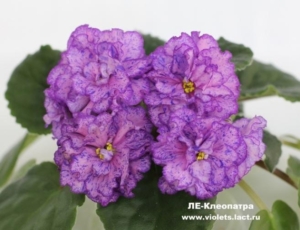 Фиалка ЛЕ-Клеопатра