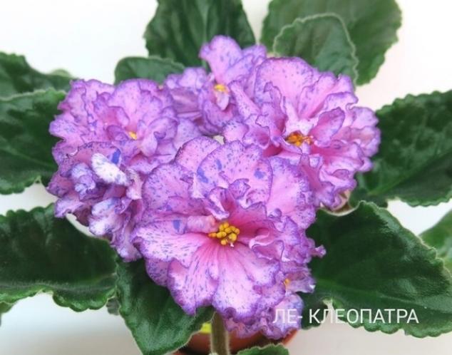 Фиалка ЛЕ-Клеопатра 5