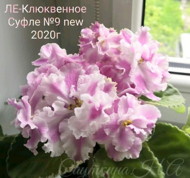 Фиалка ЛЕ-Клюквенное суфле 2