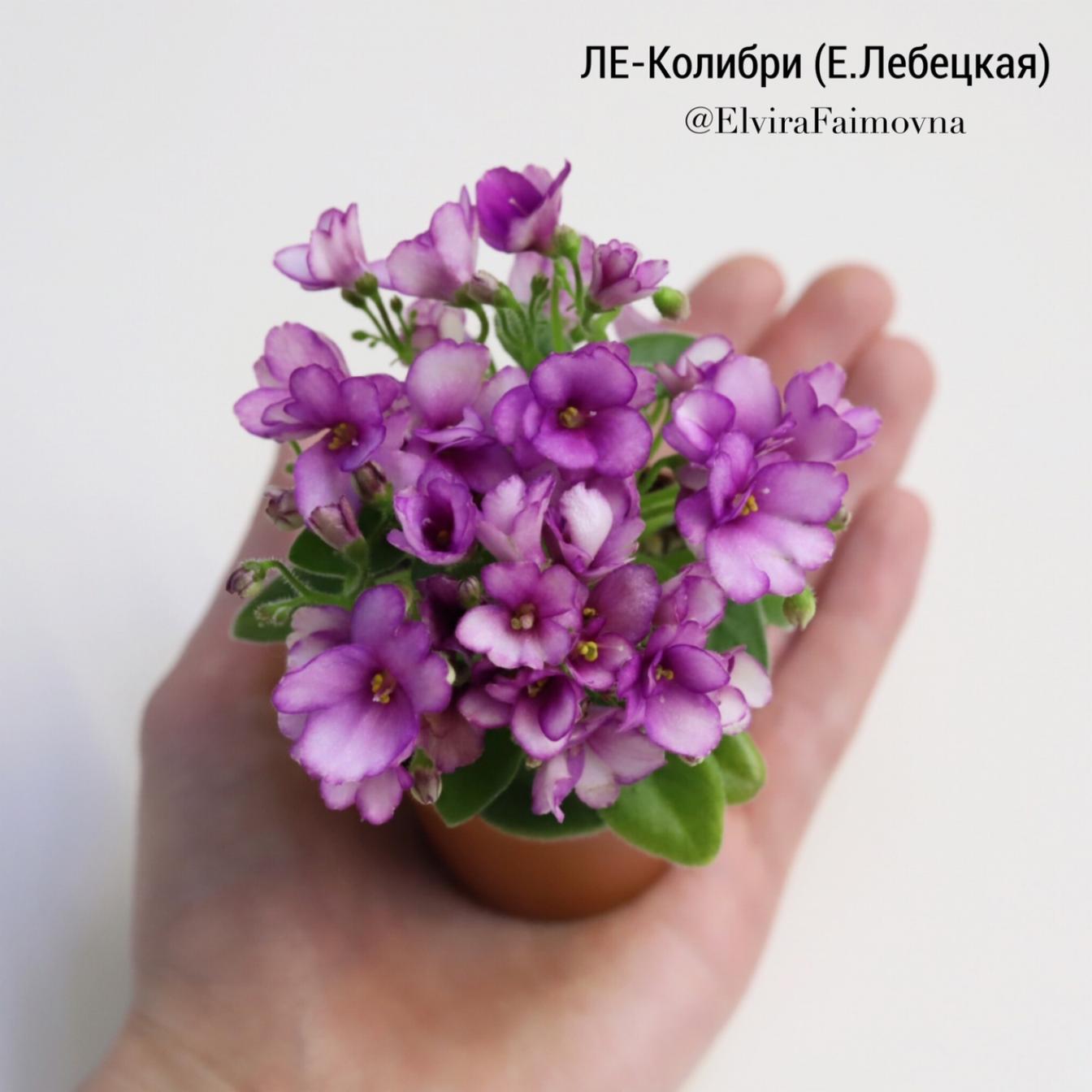 Фиалка ЛЕ-Колибри 2