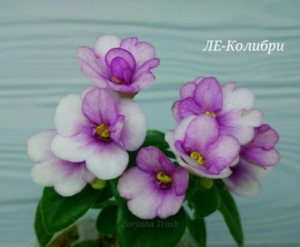 Фиалка ЛЕ-Колибри