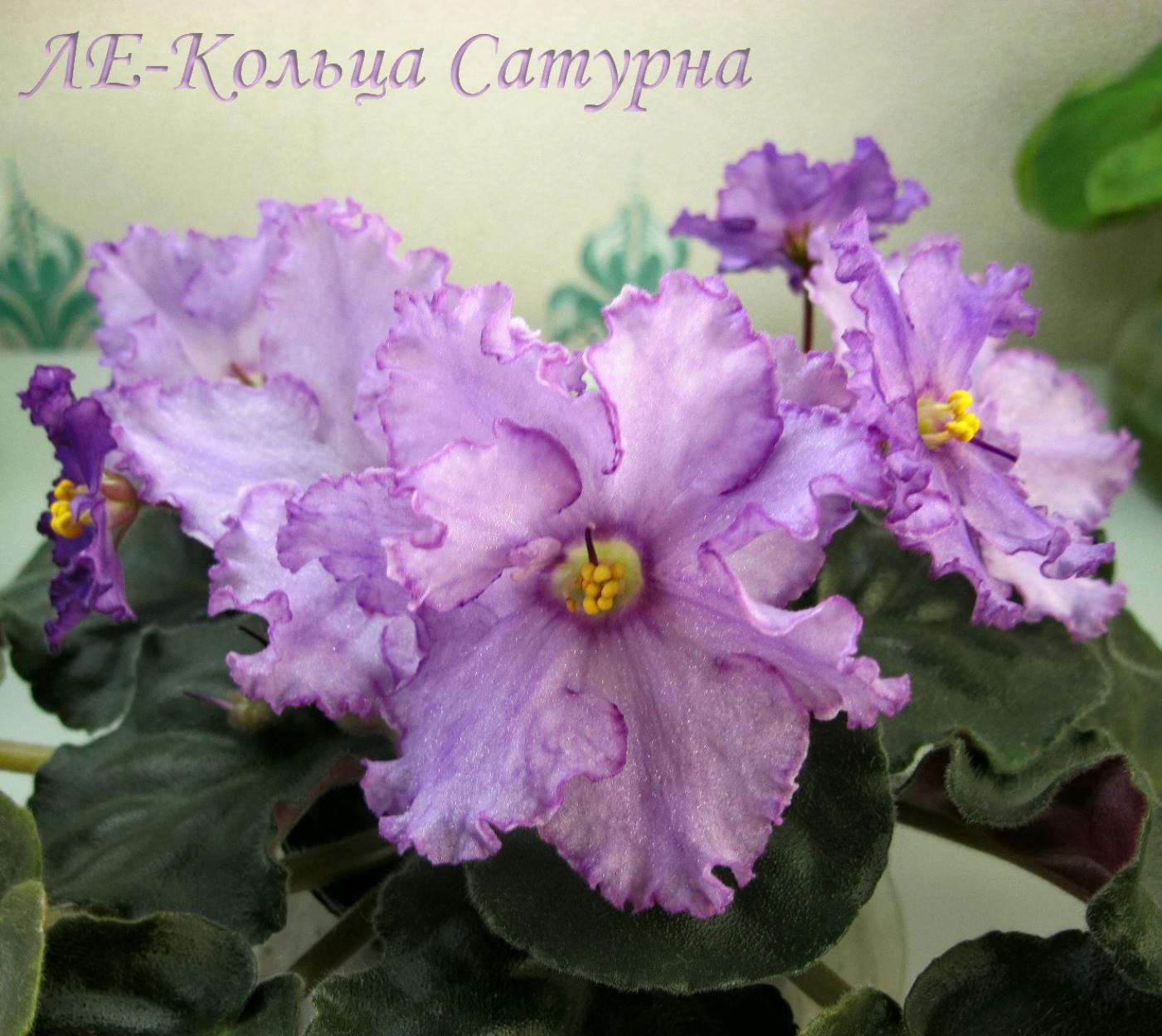 Фиалка ЛЕ-Кольца Сатурна 5