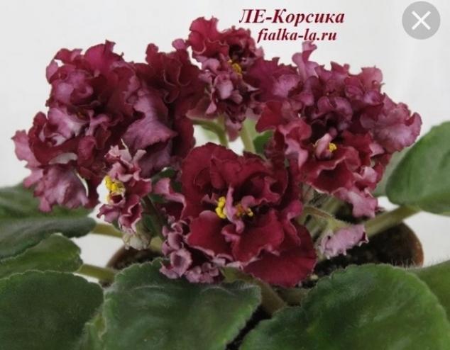 Фиалка ЛЕ-Корсика 2